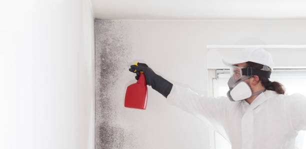 Trusted Armonk, NY Mold Removal Experts