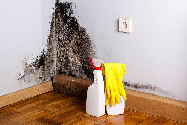 Attic Mold Removal in Armonk, NY