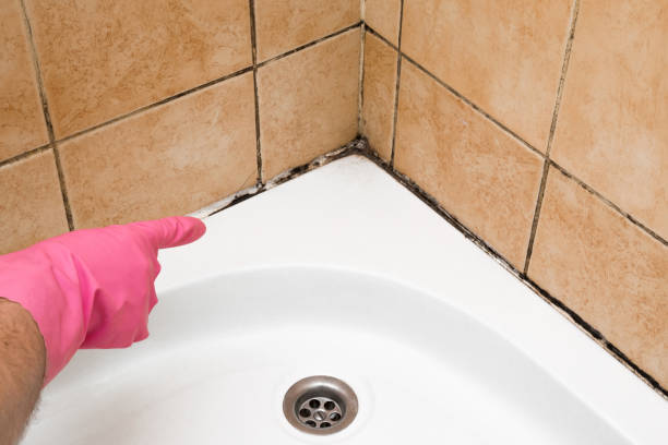 Best Same-Day Mold Removal  in Armonk, NY